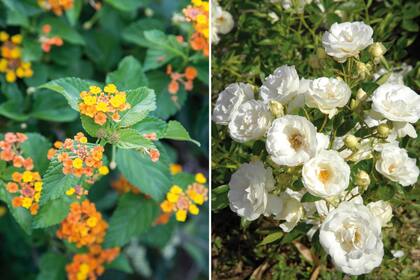 Izq.: Lantana camara: sus flores atraen mariposas y sus frutos son alimento de pájaros. Sus tallos tienen aguijones. Der.: Rosa ‘Iceberg’: además de ser muy florífera, se adapta a todo tipo de canteros. No conviene podarlo demasiado bajo.