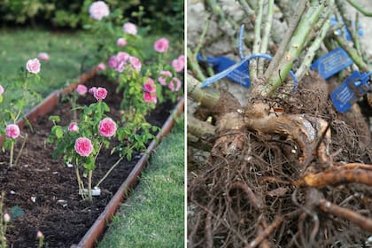 Izq.: Los componentes de los sustratos especiales para rosales son a base de compost estabilizado, que aporta materia orgánica, porosidad y nutrientes equilibrados (Terrafertil). Der.: La opción de compra a raíz desnuda es más económica y se realiza durante la estación fría.