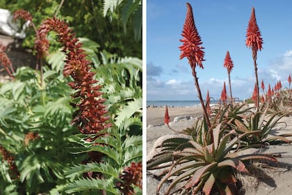 Izq. Mediantus major. Der. Aloe Arborescens