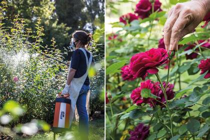 Izq.: Para pulverizar, utilizar siempre el equipo de protección adecuado. Der.: Tip orgánico: los pulgones de los pimpollos se pueden arrastrar directamente con la mano