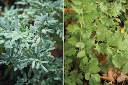 Izq: ruda. Exige pleno sol, suelos profundos y ricos y riegos frecuentes. Sus aromáticas hojas repelen plagas que atacan a las plantas hortícolas. Der.: Valeriana. Necesita pleno sol, suelos profundos y ricos y riegos frecuentes.