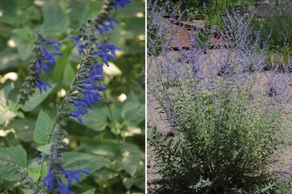 Izq.: Salvia guaranitica: es de extensa floración, atrae a picaflores y polinizadores. Suele ser bastante invasora. Der.: Perovskia atriplicifolia: su follaje es etéreo y sus flores atraen mariposas. No tolera el encharcamiento