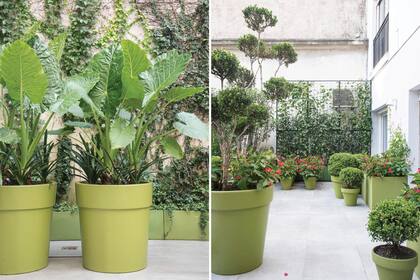 Izq.: Se escapan de los canteros las alocasias junto a las clivias, en macetas de gran tamaño. Derecha: En la medianera, una estructura con Trachelospermum jasminoides y Thunbergia alata. Buxus podados en escalas que continúan este orden. Las begonias dragón articulan la transición interior-exterior