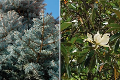 Izquierda: abetos (Abies spp.). Derecha: Magnolia grandiflora.