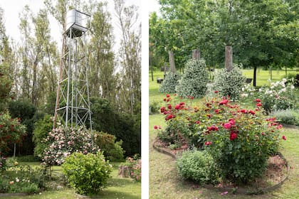 Izquierda: Abrazando la estructura del tanque de agua se ven cuatro rosales ‘Pierre de Ronsard’. Delante de ellos, un gran jazmín del Cabo y, en sus laterales, canteros con amplia variedad de rosas. Derecha: Cantero de una sola variedad de rosas floribundas, ‘François Rabelais’, de floración intensa en color rojo.