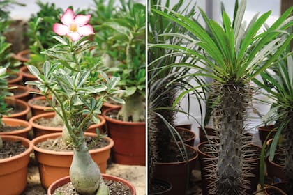 Izquierda: Adenium obesum. Derecha: Pachypodium lamerei.