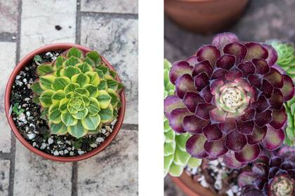 Izquierda: Aeonium ‘Halloween’ variegado. Derecha: Aeonium ‘Mardi Gras’.