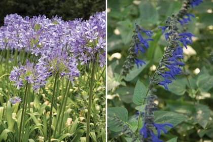 Izquierda: Agapanto: es una planta de fácil cultivo, que prefiere la media sombra o el sol de mañana. Derecha: Salvia guaranítica, muy visitada por mariposas y picaflores