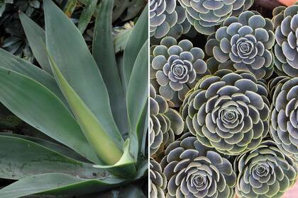 Izquierda: Agave attenuata. Derecha: Echeveria segunda. En primavera, y para ir preparándolas para el verano, requieren sol del mediodía y de tarde.