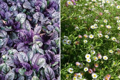 Izquierda: Aguja reptans. Derecha: Erigeron karvinskianus.