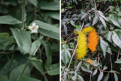 Izquierda: Araujia sericifera. Derecha: Combretum fruticosum.