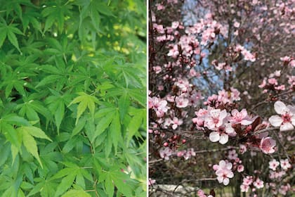 Izquierda: Arce japonés (Acer palmatum). Derecha: Ciruelo de jardín (Prunus cerasifera).