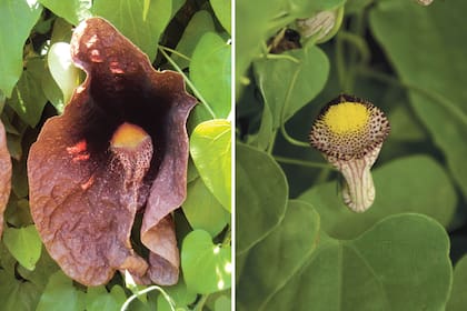 Izquierda: Aristolochia gigantea. Nativa de los bosques húmedos del Brasil, Colombia y Panamá, es un vigoroso arbusto trepador. Las flores son colgantes, con arabescos de color púrpura oscuro y estrías blanquecinas. Requiere pleno sol o sombra parcial, climas tropicales, subtropicales y marginalmente templado cálidos. Es sensible a las heladas. Derecha: Aristolochia triangularis o “Isipó mil hombres”. Es nativa de América del Sur. En nuestro país se distribuye en la zona mesopotámica, naturalmente en bordes y claros de selvas, campos de cultivos abandonados o bordes de caminos. Florece entre septiembre y marzo.