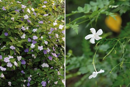 Izquierda: aunque la conocemos como jazmín del Paraguay, país de donde también es autóctona, es una planta nativa del NE de la Argentina. Derecha: el Jazmín del país es originario de Asia y sus flores tienen una fragancia muy preciada en perfumería