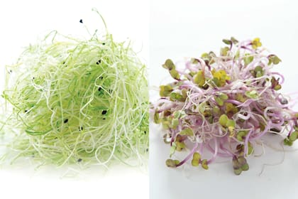 Izquierda: brotes de puerro. Derecha: brotes de remolacha.