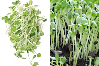 Izquierda: brotes de rabanito. Derecha: brotes de girasol.