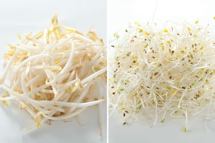 Izquierda: brotes de soja o poroto mung. Derecha: brotes de alfalfa.