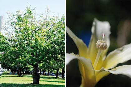 Izquierda: Ceiba insignis o yuchán con su característica silueta. Derecha: Una flor de yuchán que muestra los característicos estambres soldados que forman un tubo.