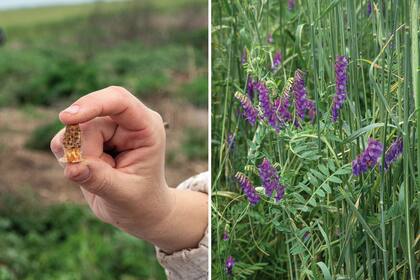 Izquierda: Celdas protegidas por abejas que las mantienen cálidas. Dentro de una celda real hay una abeja reina a horas de nacer. Derecha: La flor de vicia, que aporta néctar y polen a las colmenas.