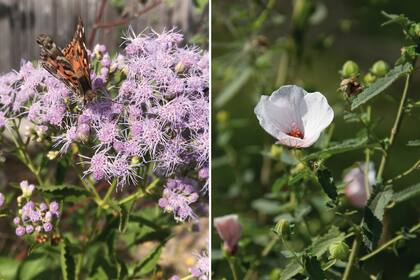Izquierda: Chromolaena laevigata, un arbusto nativo que florece a fines de verano y es visitado por gran variedad insectos polinizadores. Derecha: Pavonia hastata, arbusto nativo, muy rústico, se adapta a terrenos modificados por urbanizaciones y sequías prolongadas