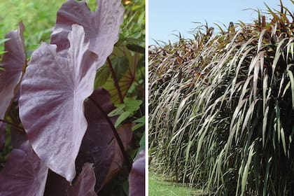 Izquierda: Colocasia esculenta ‘Black Magic’, crece bien cerca de estanques. Derecha: Saccharum officinarum cv. rubrum. El follaje decae en invierno en climas templados.
