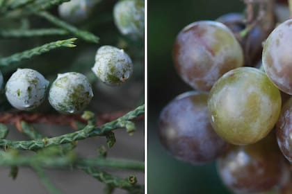 Izquierda: con los gálbulos de enebro se fabrica ginebra o gin. Derecha: las uvas (Vitis vinifera) son la materia prima de bebidas blancas como el coñac, el armañac y el pisco.