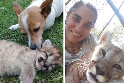 Izquierda: con Pascuas, la perra enfermera que ayuda en el desarrollo y estímulo de los cachorros que llegan a Pumakawa. Derecha: Talita hoy, con Aluminé.