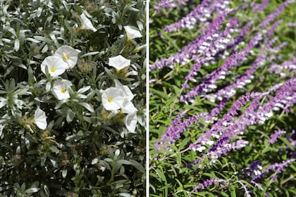 Izquierda: Convolvulus cneorum, un subarbusto con flores blancas que aparecen en primavera y verano. Derecha: Salvia leucantha,de hojas lanceoladas y flores muy vistosas.