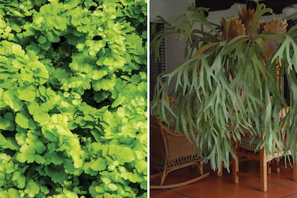 Izquierda: Culandrillo (Adiantum). Derecha: Helecho cuerno de arce (Platycerium bifurcatum).