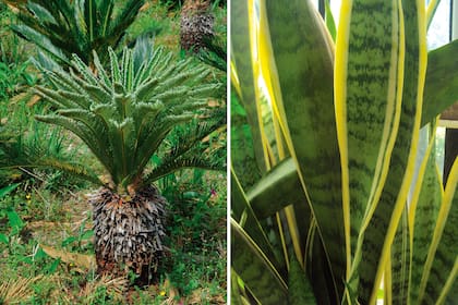 Izquierda: Cycas revoluta en pleno crecimiento, desenrollando hojas. Derecha: Sansevieria trifasciata, conocida como "lengua de suegra" o "espada de San Jorge".