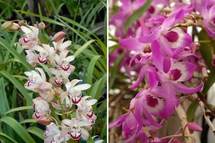 Izquierda: Cymbidium hyb. Derecha: Dendrobium nobile.