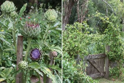 Izquierda: Cynara scolymus, planta de alcachofa. Der.: Entrada de la huerta, con una puerta reciclada de un corral.