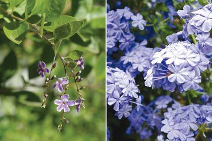 Izquierda: Duranta erecta o duranta, se multiplica por semillas o gajos. Derecha: Plumbago capensis, conocida como jazmín del cielo, es un arbusto originario del sur de África, apoyante y de follaje persistente