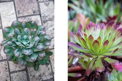 Izquierda: Echeveria ‘New Heights’. Derecha: Aeonium ‘Ink Painting’.