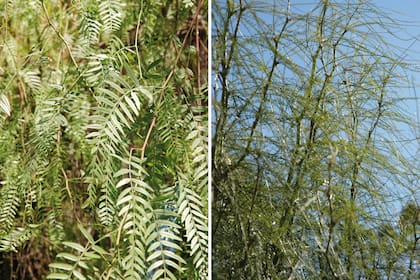 Izquierda: El aguaribay alcanza entre 10 y 15 metros de altura, su follaje va y viene con el viento y aunque sus flores casi no se notan generan unas drupas picantes y
decorativas en verano. Derecha: La cina cina parece un arbolito flotante cuando el viento la atraviesa. Es versátil, pero durante la época de sequía puede perder las hojas.