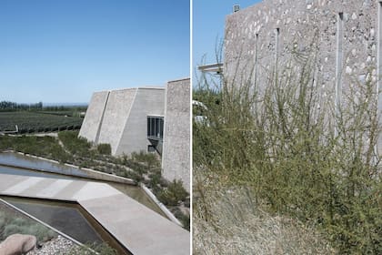 Izquierda: el diseño paisajístico de la bodega sigue la interrelación natural de la flora del terruño. Derecha: las jarillas de formas libres contrastan con el hormigón ciclópeo. 