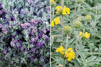 Izquierda: el leucofilum cenizo es un arbusto prolijo, redondeado, de hojas grises y flores violáceas. Derecha: llama la atención el impactante contraste del follaje grisáceo de la salvia de Jerusalén, indicio de su adaptación al pleno sol– y las flores amarillas