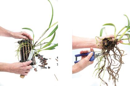 Izquierda: el primer paso de preparación de la planta. Derecha: el segundo paso de cortar lo que está en mal estado.