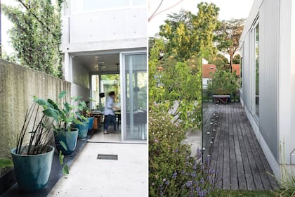 Izquierda: En el patio central se plantaron alocasias ‘Black Velvet’ en macetas y Ficus alii en el interior. Derecha: Una mampara de vidrio conduce de la terraza de deck a la terraza de césped, también con macetas de colores con cítricos, y herbáceas sobre un cantero de Salvia sclarea, Gomphrena dec