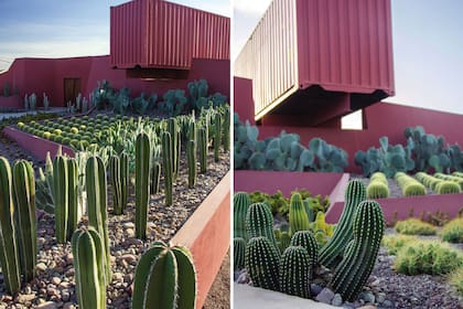 Izquierda: en primer plano, Marginatocereus marginatus, de porte columnar, seguidos de las descontracturadas Opuntia orbiculata que hacen de fondo a las más de 120 plantas de Echinocactus grusonii (asiento de suegra), que se plantaron en cuadrícula casi perfecta. Derecha: Vista frontal del contenedo