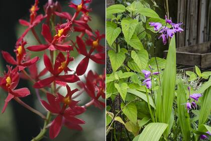 Izquierda: Epidendrum radicans. Derecha: Bletilla striata.