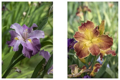 Izquierda: Esta especie se llama "Bubble gum". Posee una vara extremadamente alta: llega a superar 1,80 m en buenas condiciones de cultivo. Con flores de tamaño medio en tono rosado intenso con blanco, que van aclarando notoriamente con el pasar de los días. Floración: media estación. Hibridador: Dorman Haymon, año 1989.
Derecha: La variedad "Cajun Sunrise". Es una variedad de flores muy llamativas que inician en rojo intenso con amarillo y con los días van aclarando; son de tamaño medio y excelente textura. Sus varas florales llegan al metro de alto. Floración temprana. Hibridador: Joseph Mertzweiller, año 1992.