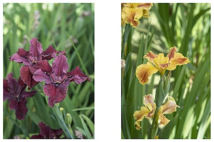 Izquierda: Esta variedad se llama "Gris Gris". En tonos rojos muy profundos, hasta el bordó, con llamativas señales tan oscuras que llegan al tono negro; flores de tamaño mediano chico y varas florales de porte medio. Una variedad muy llamativa con preciosa forma y textura. Hibridador: Patrick O’Connor, año 2011.
Derecha: Esta variedad se llama "Katrina Rising". Es una variedad hermosa que no pasa desapercibida en ningún cantero. Flores de porte mediano en amarillo con rojo intenso, con llamativas venas en sus caídas que van aclarando con el paso de los días. Varas florales muy prolijas que llegan al metro de altura. Hibridador: Patrick O’Connor, año 2015.
