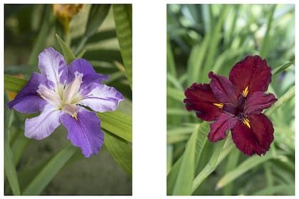 Izquierda: Esta variedad se llama "late for the party". Se caracteriza por sus llamativos estandartes marmolados en tonos morados con blanco, flores de porte grande en varas altas que superan 1,50 m de altura. Una variedad preciosa que se destaca de cualquier otra. Hibridador: Joseph Musacchia, año 2015.
Derecha: Esta especie se llama "Marie Laveau". Hermoso híbrido que lleva el nombre de la “reina del vudú” Marie Laveau, famosa bruja nacida en Nueva Orleans, Luisiana, en el año 1801. Flores en tonos rojo profundo, a veces bordó extremadamente oscuro y de gran tamaño. Hibridador: Joseph Musacchia, año 2013.