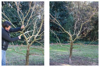 Izquierda: este es el aspecto que presenta el árbol luego de varios años. Derecha: hay que dejar tres o cuatro ramas principales que formen la estructura del árbol.