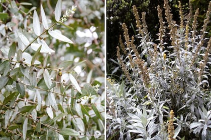 Izquierda: Eucalyptus cinerea. Derecha: Artemisia ludoviciana.