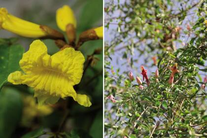 Izquierda: Existen muchas especies de lapachos de flores amarillas en Sudamérica, algunos tienen pelitos bronceados que cubren sus cálices. Derecha: Dolichandra cynanchoides, clarín del monte o sacha huasca, con sus pequeñas y adorables flores que nacen claras y se tornan rojas.