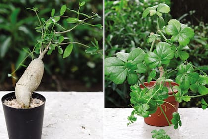 Izquierda: Fockea edulis. Derecha: Cyphostemma quinatum.