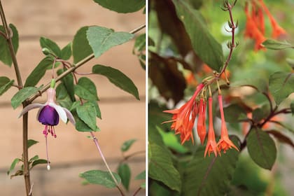 Izquierda: Fuchsia ‘Rose of Castile’ (flor simple, blanca y violeta). Los colores de sus flores dan mucha luminosidad a la planta. Derecha: Fuchsia fulgens (flor naranja). Es la aljaba “distinta”, sus hojas moradas y floración son diferentes del resto de su familia.