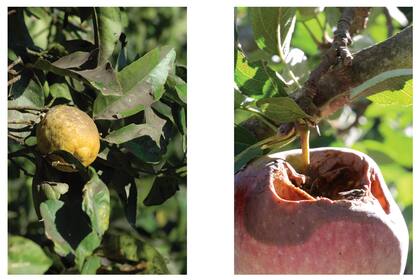 Izquierda: fumagina en limonero. Derecha: podredumbre en
manzano, algo muy común en muchos frutales.